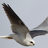 11SB9811 White-tailed Kite